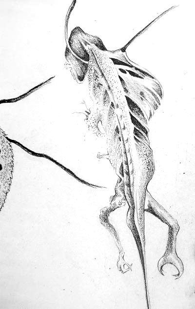 Bones and Roots &mdash; Celia de Villiers