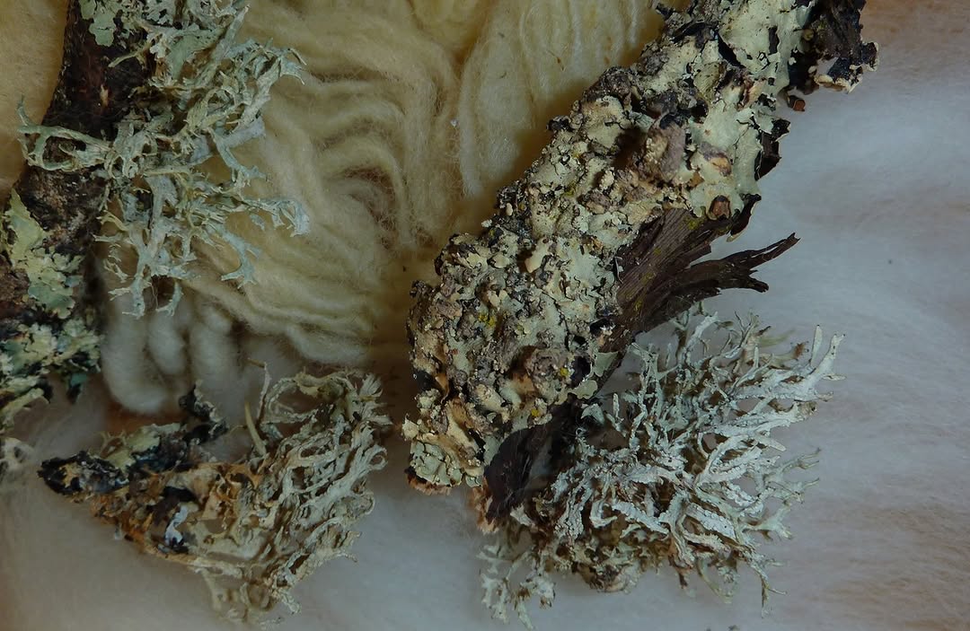 Lichenipolystoechotes — Celia de Villiers